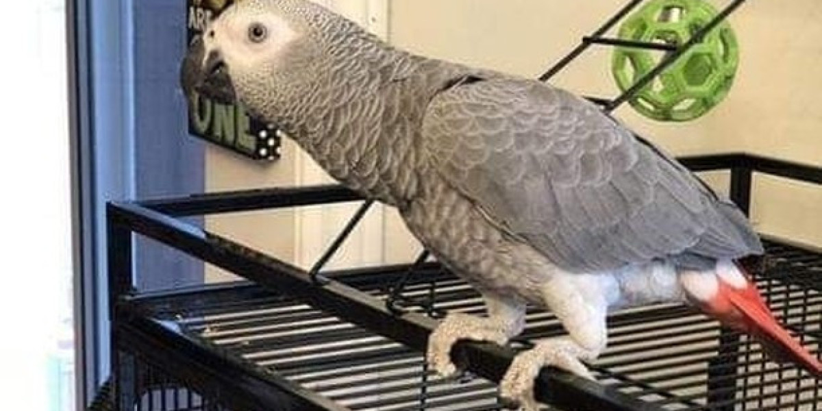 Where Can You Find The Most Reliable Blue African Grey Parrot Information?
