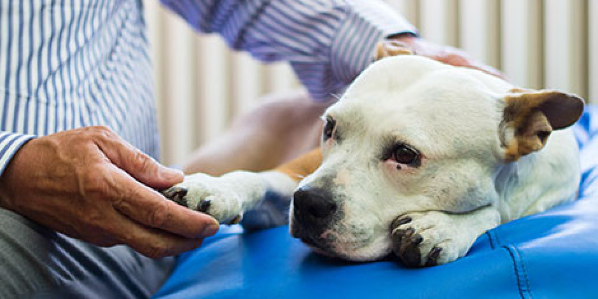 At-Home Pet Euthanasia in San Antonio: Peaceful Goodbyes