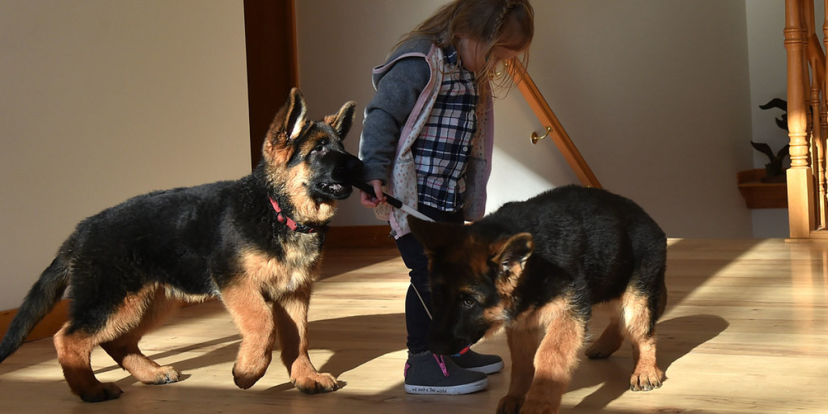 The One Buy A Purebred German Shepherd Trick Every Person Should Learn