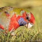 Rosella Pigdon Profile Picture