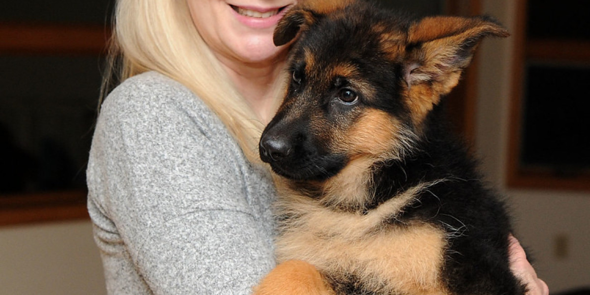 German Shepherd Kaufen: What to Consider Before Bringing Home a Mighty Companion