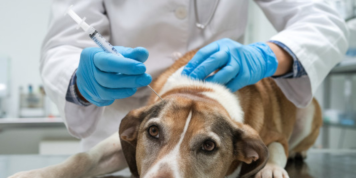 Mobile Pet Euthanasia in San Antonio – Comfort at Home