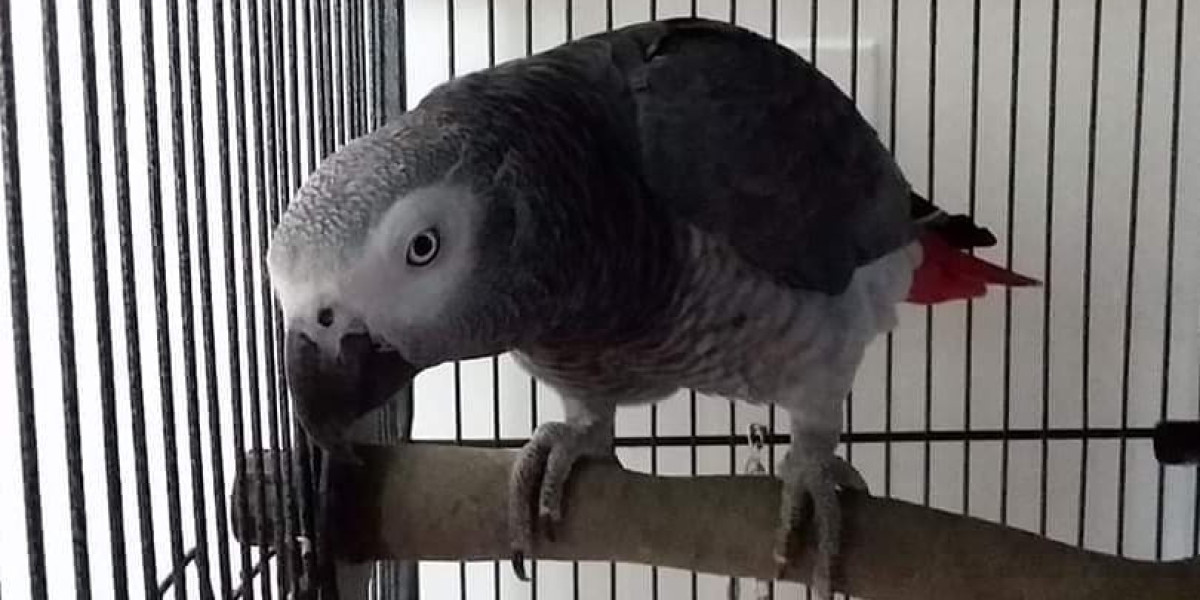 Fascinating Facts About African Grey Parrots