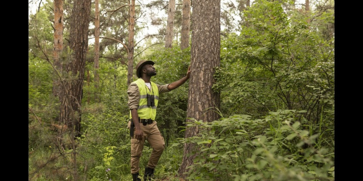 Affordable Tree Service Near You – Fast, Reliable & Safe