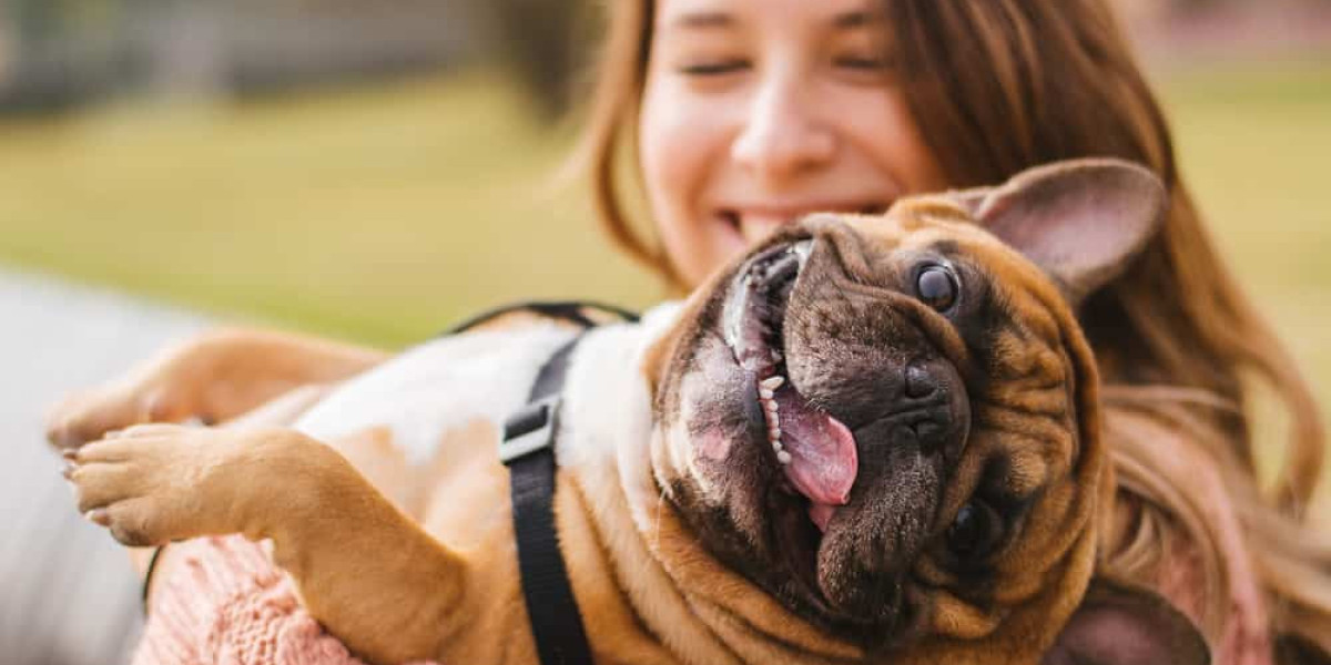 What Qualifications Do You Need to Clean Dogs’ Teeth?