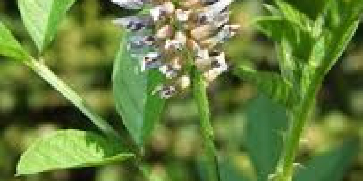 Licorice Plant: Nature’s Sweet Healer