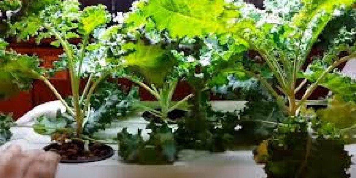 Hydroponic Kale: A Nutrient-Dense Green Revolution