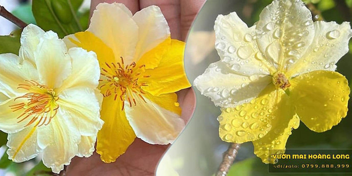 Kỹ thuật nhân giống mai vàng