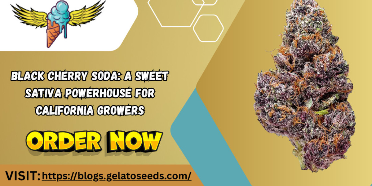 Black Cherry Soda: A Sweet Sativa Powerhouse for California Growers