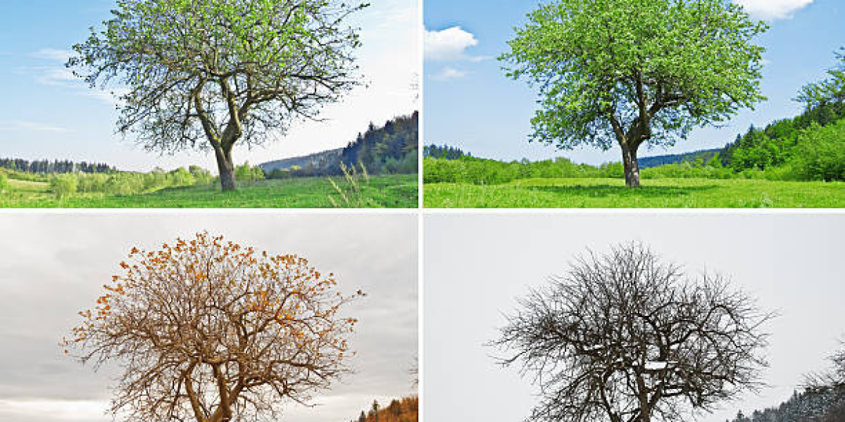 The Seasons We Carry: How Time Changes the Way We See Ourselves