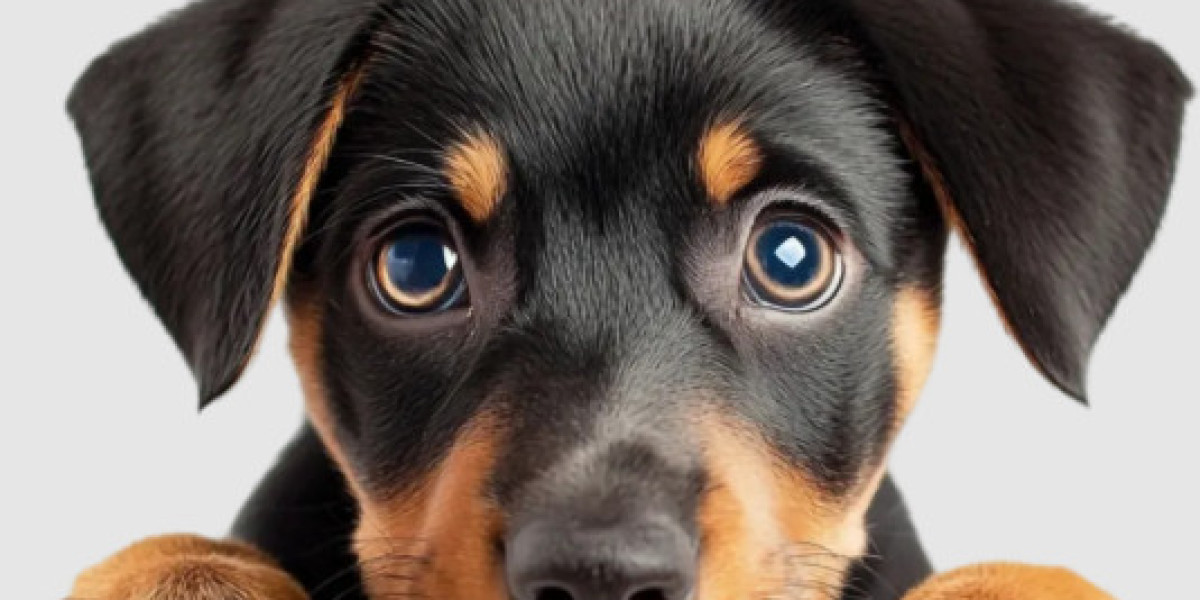 Residential Pet Waste Removal – Reliable Dog Waste Removal for Residential Properties