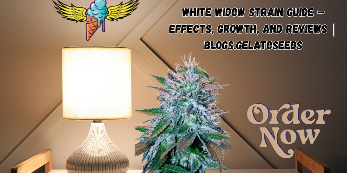 White Widow Strain Guide – Effects, Growth, and Reviews | Blogs.Gelatoseeds