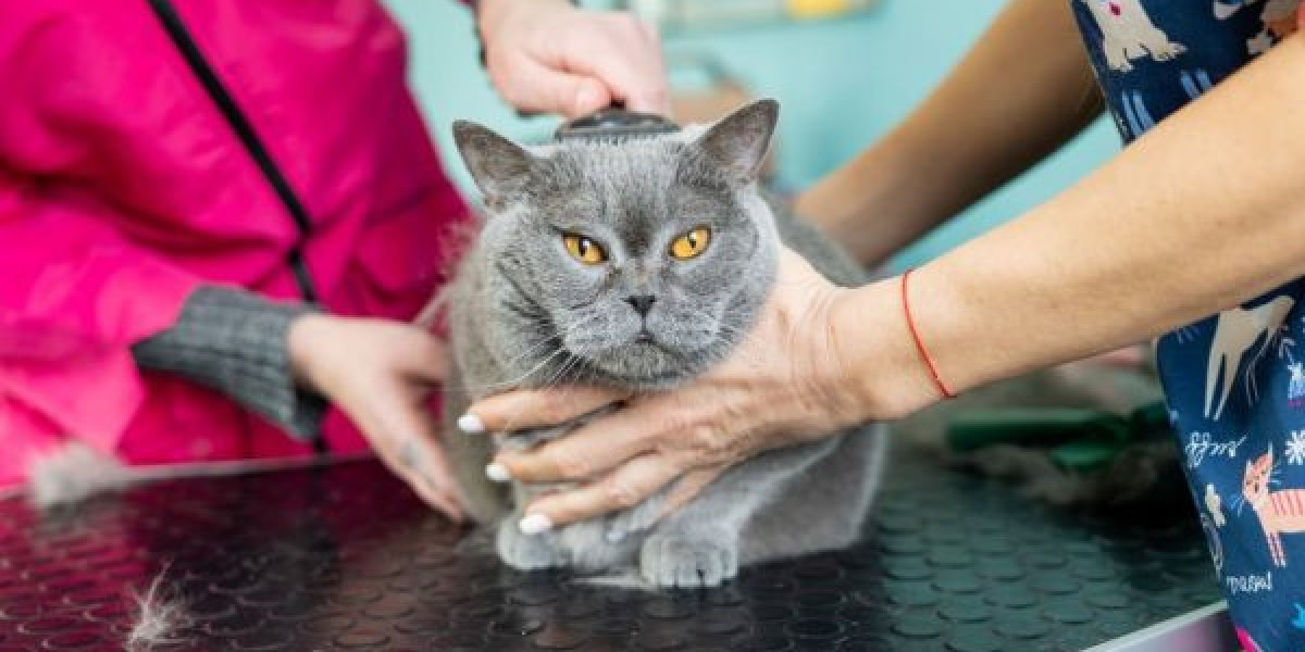 Why Choosing the Right Puppy Salon in San Diego Matters for Your Pet’s Wellbeing
