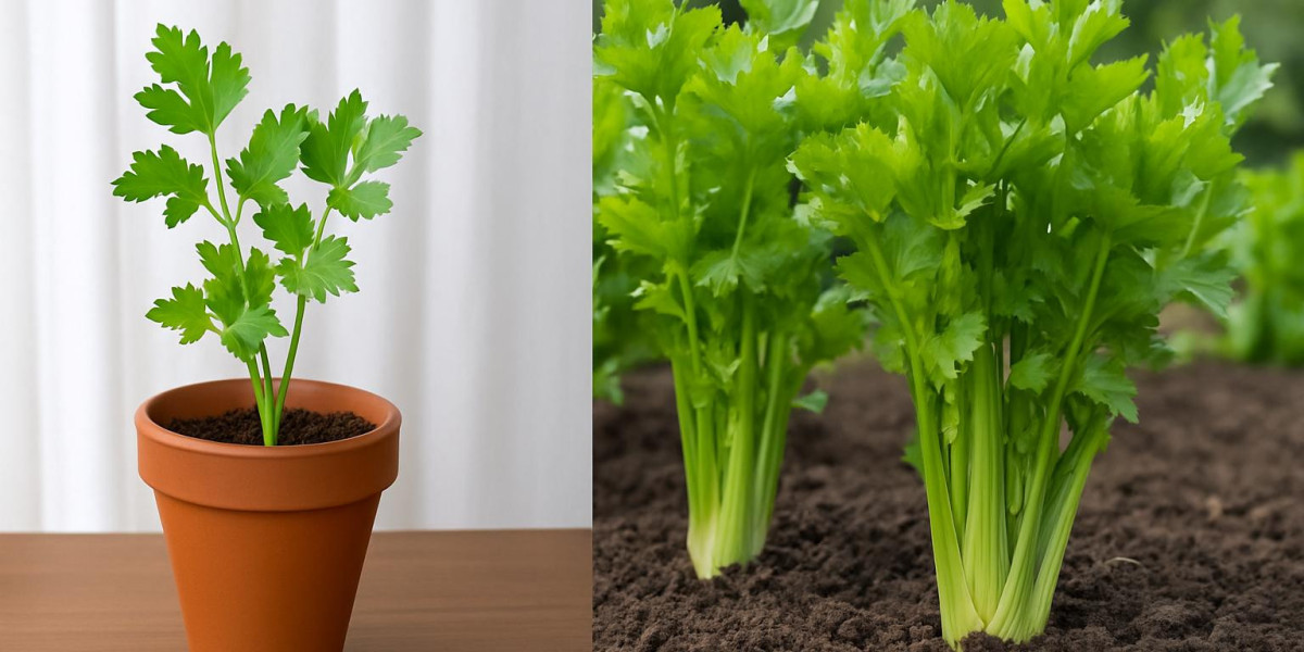 An Indoor-to-Outdoor Celery Growing Framework for All Seasons
