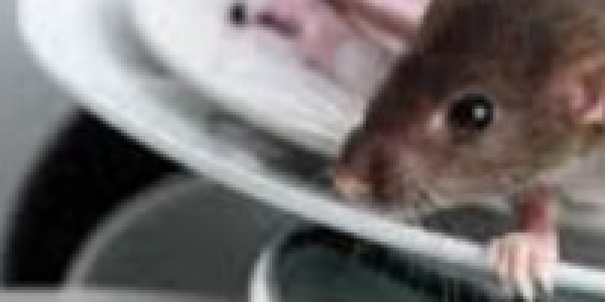 Pest Control in Laredo, TX: Keeping Your Home and Business Pest-Free Year-Round
