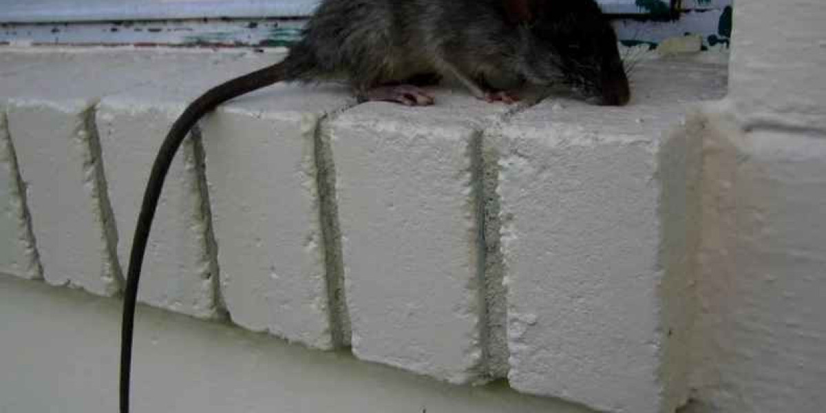 Rodent Pest Control DuPage: Keeping Homes Safe from Infestations