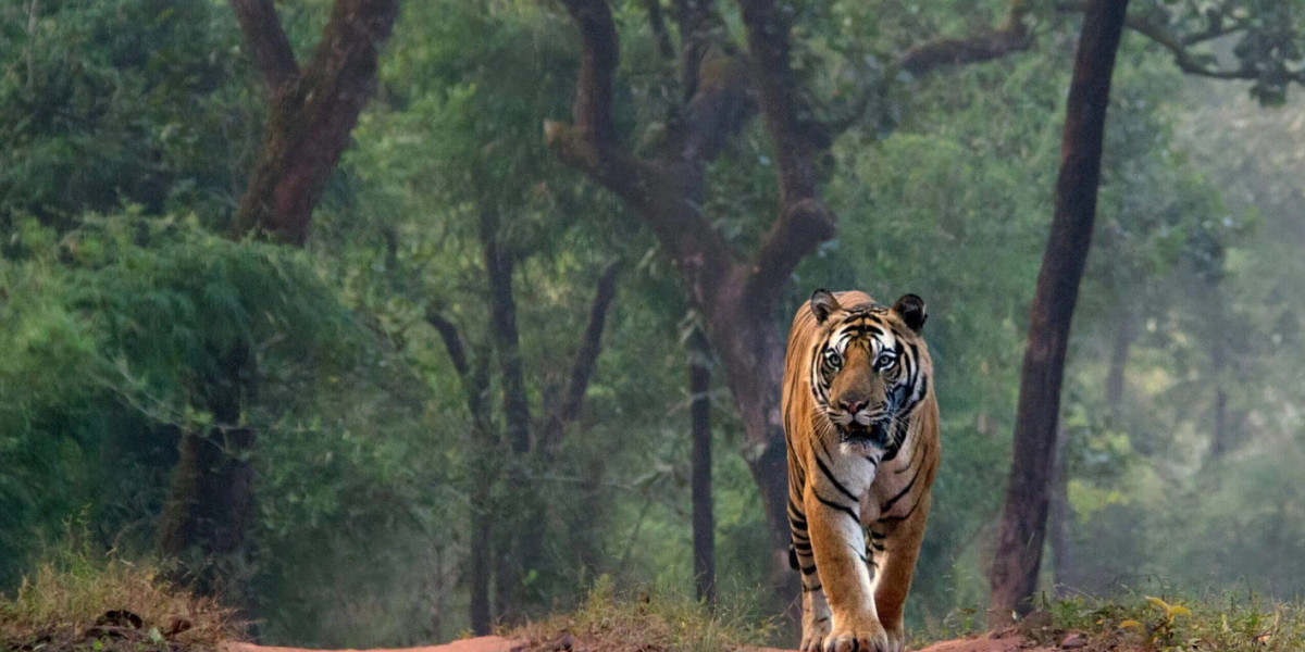 Tiger Photography Ranthambore: Discover the Wild Beauty of Rajasthan