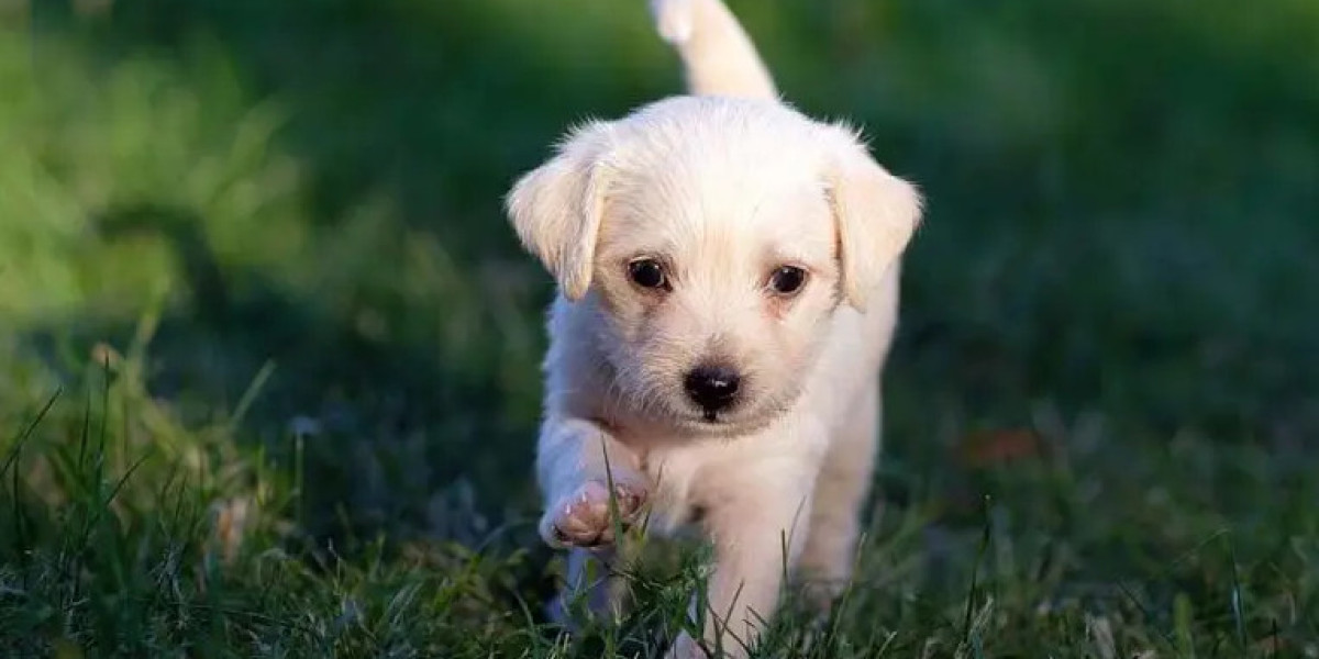 Dog Training Australia | Build Confidence, Discipline & Obedience