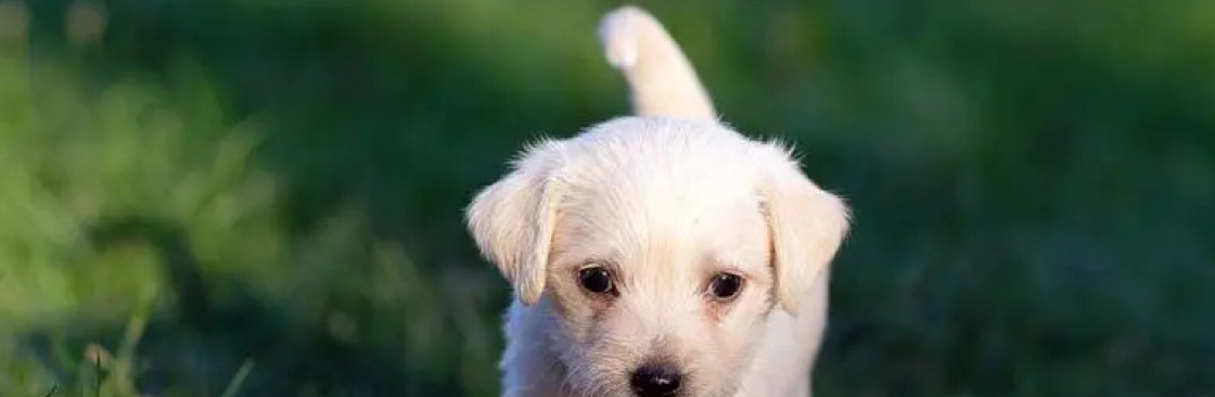 master of puppies Cover Image