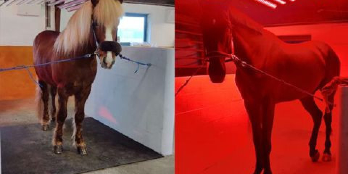 Improve Equine Health Naturally with Advanced Horse Infrared Light Therapy