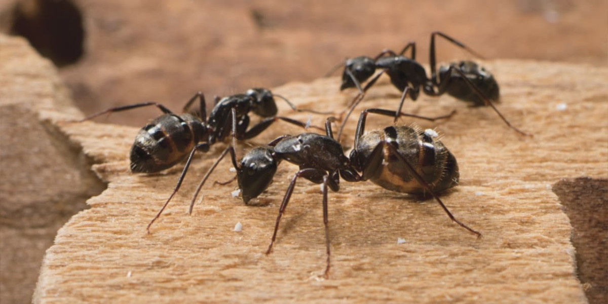 Smart Ant Control Solutions for Brooklyn Homes