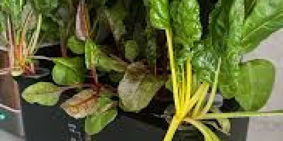Growing Hydroponic Swiss Chard: A Complete Guide to Fresh, Nutrient-Rich Greens