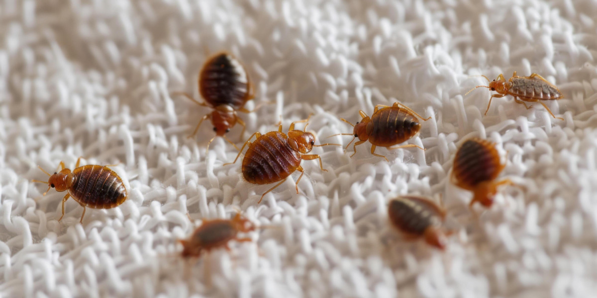 Trusted Broadway Bed Bug Help for Safer, Cleaner Homes Today