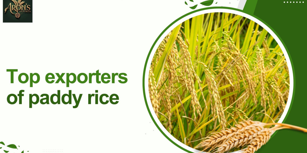 Top Exporters of Paddy Rice: What Buyers Should Look For