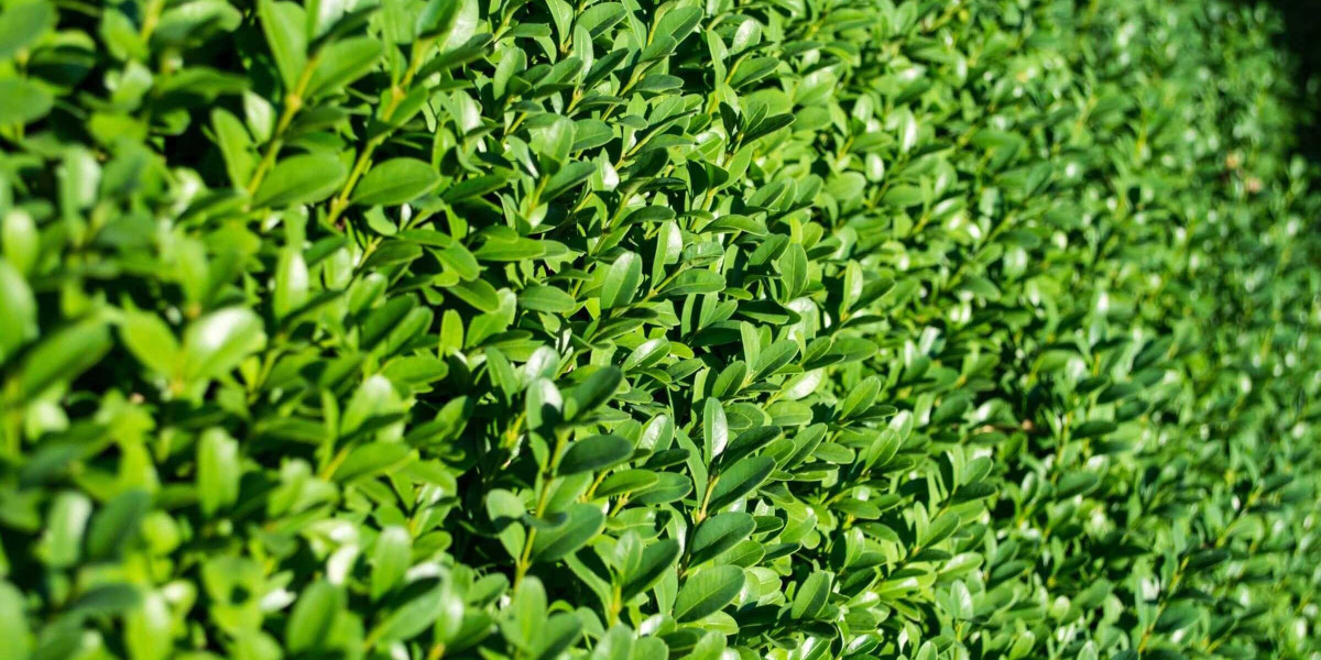 Transform Your Garden with Professional Gardening Maintenance Malabar
