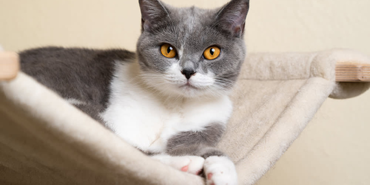 Cateau Marmont—A Luxury Cat-Only Boarding