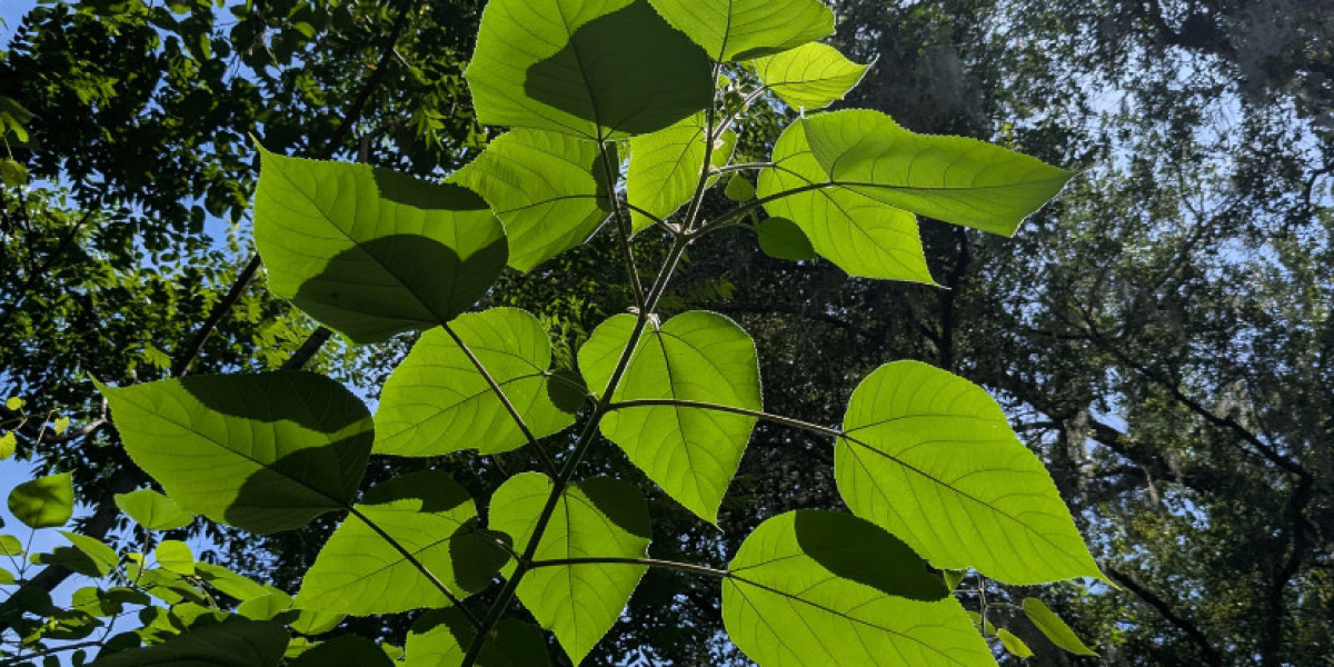 Mulberry Leaf Extract Market Growth, Size & Trends 2026-2035
