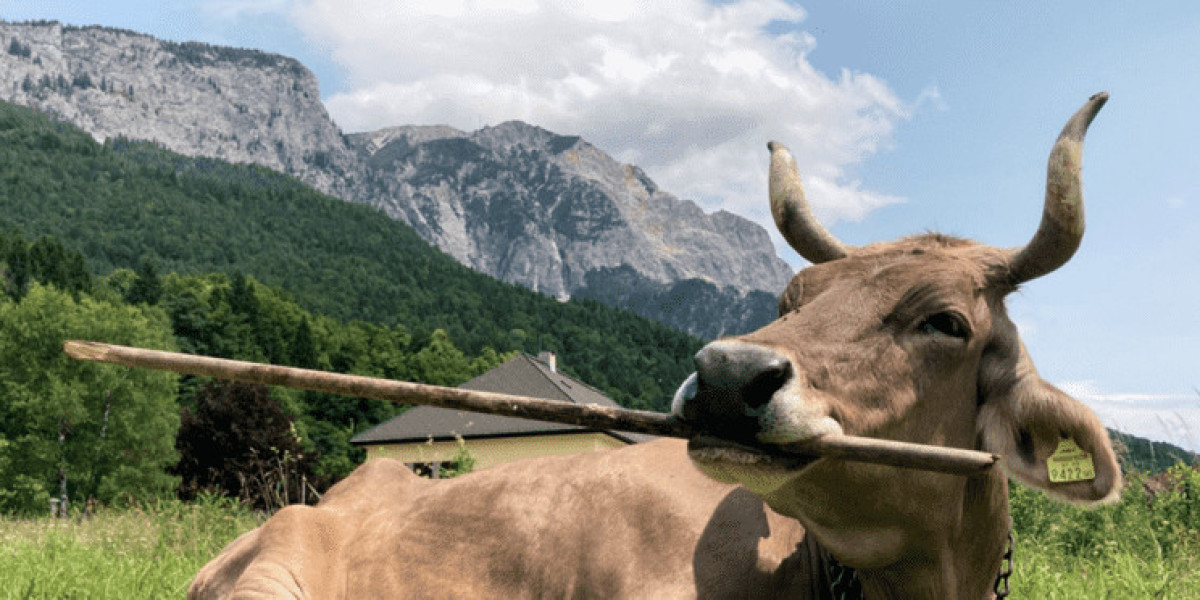 Una vaca sorprende a la ciencia: el primer caso documentado de uso inteligente de herramientas en ganado bovino!