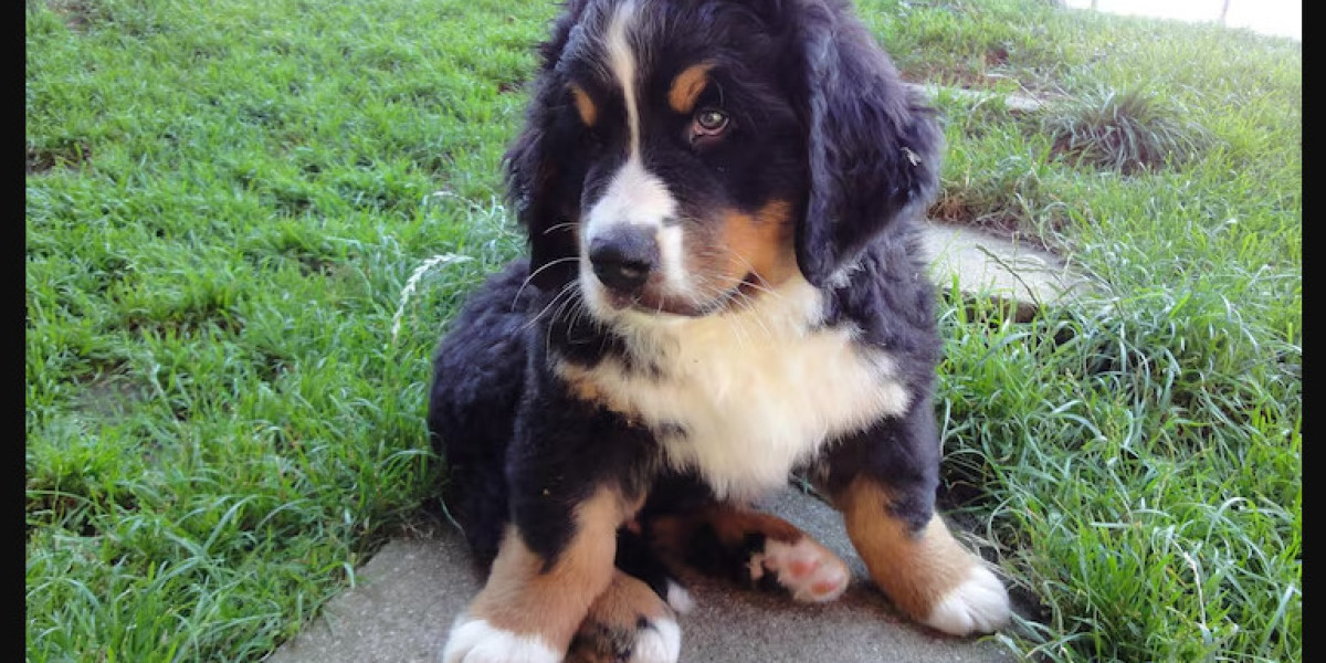 Why Great Bernese Puppies Need Proper Care While Adoption?