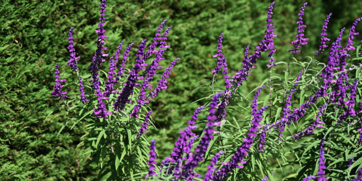 Salvia Miltiorrhiza Extract Market Growth & Trends 2035