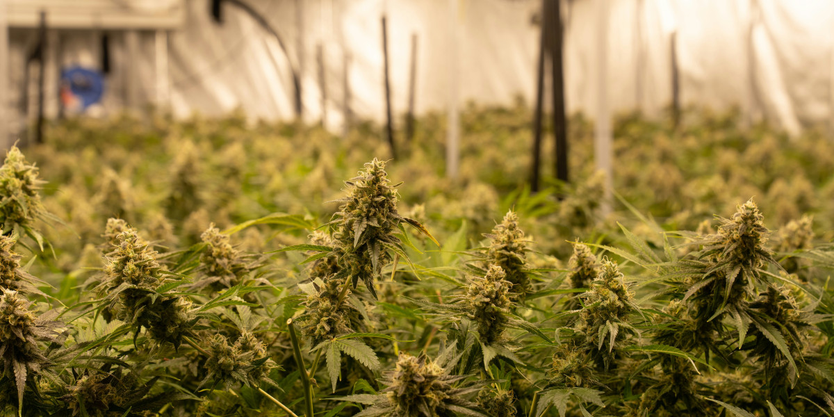 Der ultimative Anfängerleitfaden für THCA Hash: Alles, was Sie wissen müssen