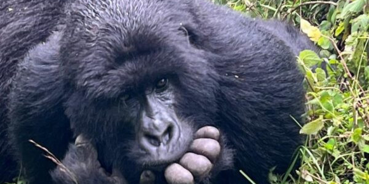 Visit Rwanda Special Tour Packages | Hermosa Life Tours & Travel