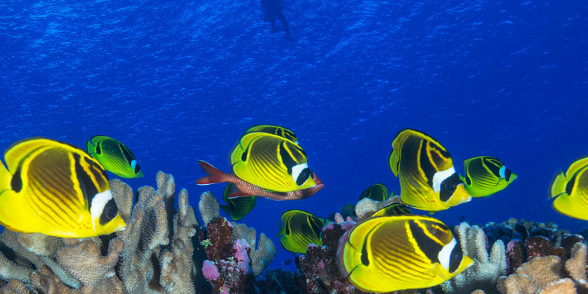 Why Jackson Laurie Advocates for Marine Conservation