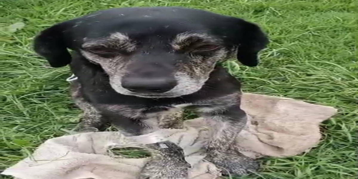 Oreo, el perrito que decidió luchar por su vida y ahora necesita nuestra ayuda