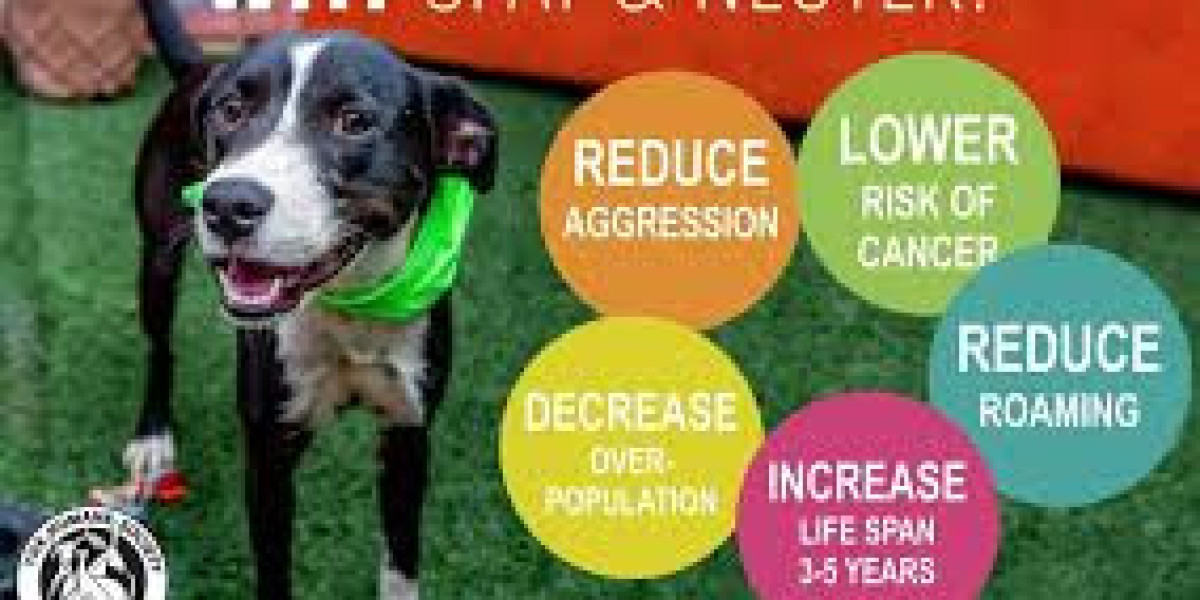 Define Neutered and Spayed: Guide to Pet Health Decisions