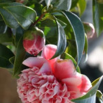 Online Plants Profile Picture