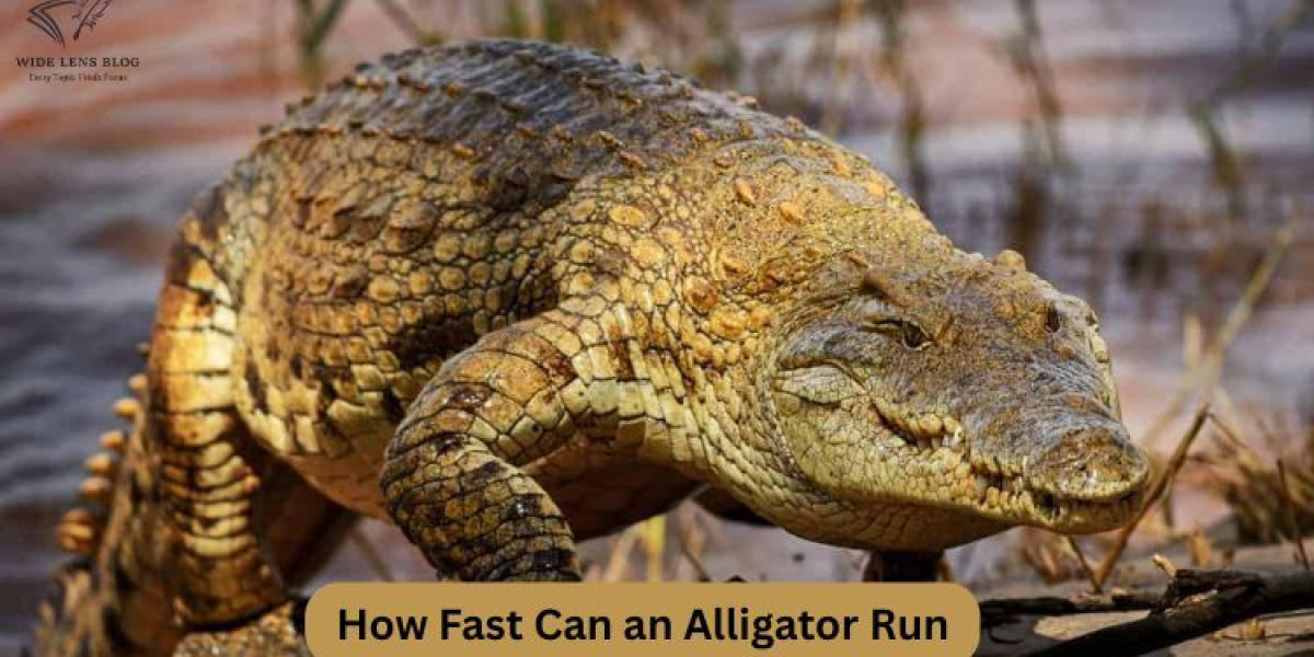 How Fast Can an Alligator Run? Understanding Their Surprising Speed