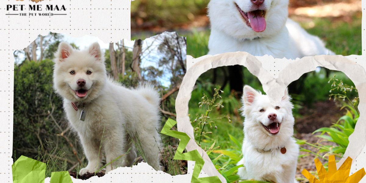 Pet Me Maa – Trusted Dog Daycare & Boarding in Noida