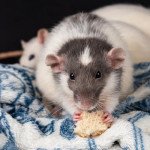 envirosafe pestcontrol Profile Picture