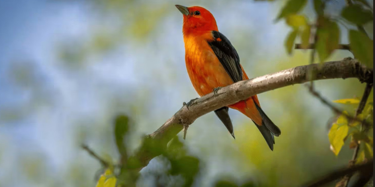Choosing the Right Commercial Bird Removal Company for Effective Property Protection