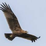 Indian Eagle Profile Picture