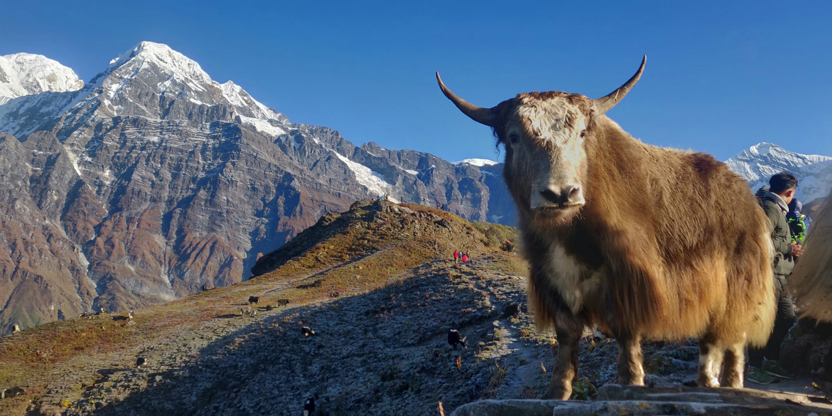 Majestic Himalayan Escape: The Stunning Mardi Himal Trek Adventure