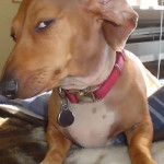 Mambos Profile Picture