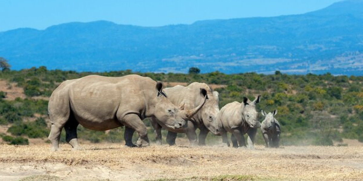 Zanzibar a Tanzania – Explore the Island Jewel of East Africa