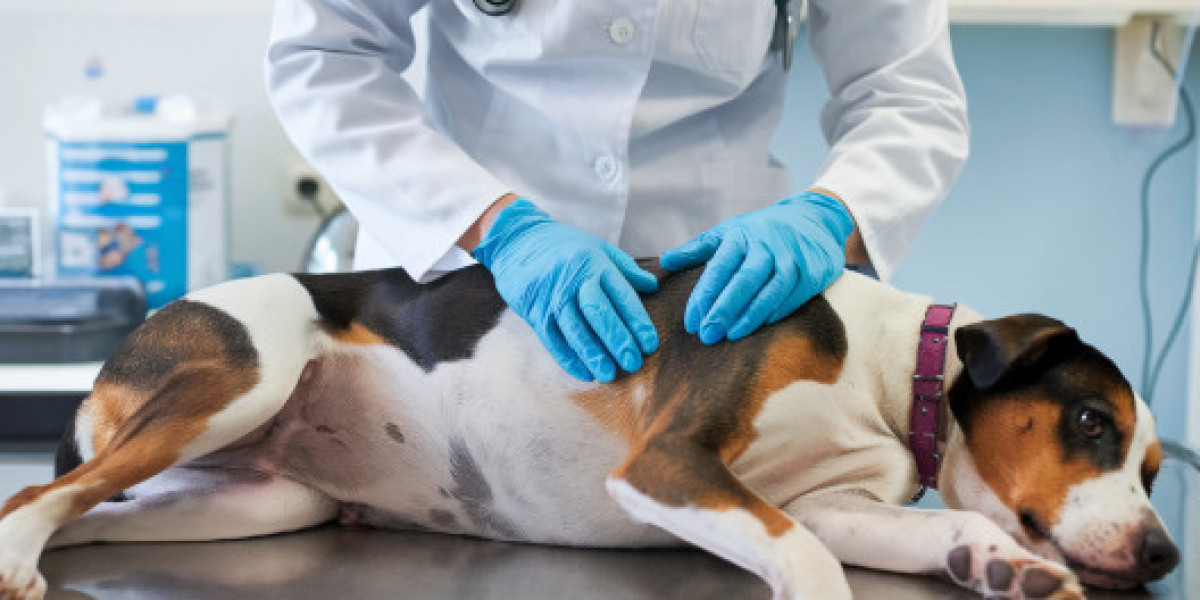 Mobile Pet Hospice and Euthanasia: What Pet Owners Should Know