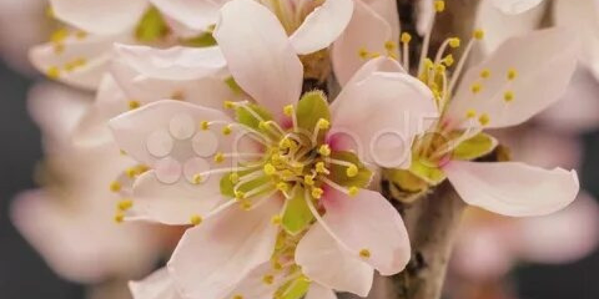 Sympathy Flower Gifts That Bring Comfort and Support